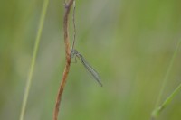 /album/papilio/dsc-1813-jpg/