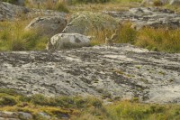 /album/kystlynghei/dsc-0393-jpg/