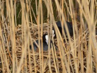 /album/takr%c3%b8rskog/dsc-0031-jpg1/