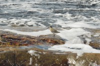 /album/ringmerking-p%c3%a5-aker%c3%b8ya/dsc-0487-jpg/