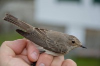 /album/ringmerking-p%c3%a5-aker%c3%b8ya/a10534895-1663954770501095-7105544777154204423-o-jpg/