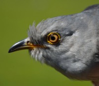 /album/ringmerking-p%c3%a5-aker%c3%b8ya/a11035697-1663954577167781-2546265163709678547-o-jpg/