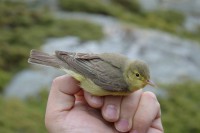 /album/ringmerking-p%c3%a5-aker%c3%b8ya/a11096601-1663954810501091-1423196950326699947-o-jpg/