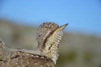 /album/ringmerking-p%c3%a5-aker%c3%b8ya/a11218515-1656567077906531-1590280422600784385-o-jpg/