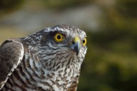 /album/ringmerking-p%c3%a5-aker%c3%b8ya/a11337039-1663955280501044-7355418276535567734-o-jpg/