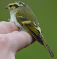 /album/ringmerking-p%c3%a5-aker%c3%b8ya/a12138537-1709296722633566-3281949924625716407-o-jpg/