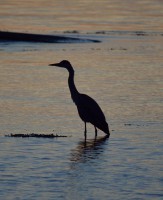 /album/ringmerking-p%c3%a5-aker%c3%b8ya/a11949356-1696348190595086-6441263248793611683-n-jpg/