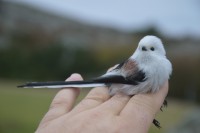 /album/ringmerking-p%c3%a5-aker%c3%b8ya/dsc-0071-jpg/