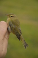 /album/ringmerking-p%c3%a5-aker%c3%b8ya/dsc-0172-01-jpg/