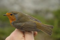 /album/ringmerking-p%c3%a5-aker%c3%b8ya/dsc-0196-jpg/