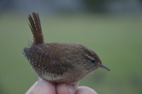 /album/ringmerking-p%c3%a5-aker%c3%b8ya/dsc-0275-jpg/