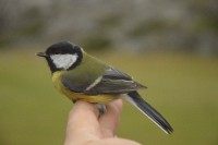 /album/ringmerking-p%c3%a5-aker%c3%b8ya/dsc-0342-jpg/