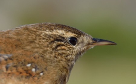 Gjerdesmett (Troglodytes troglodytes)